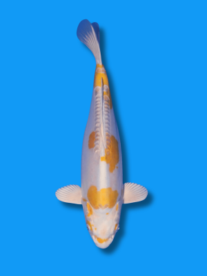 Doitsu Hariwake | Koi&Co.